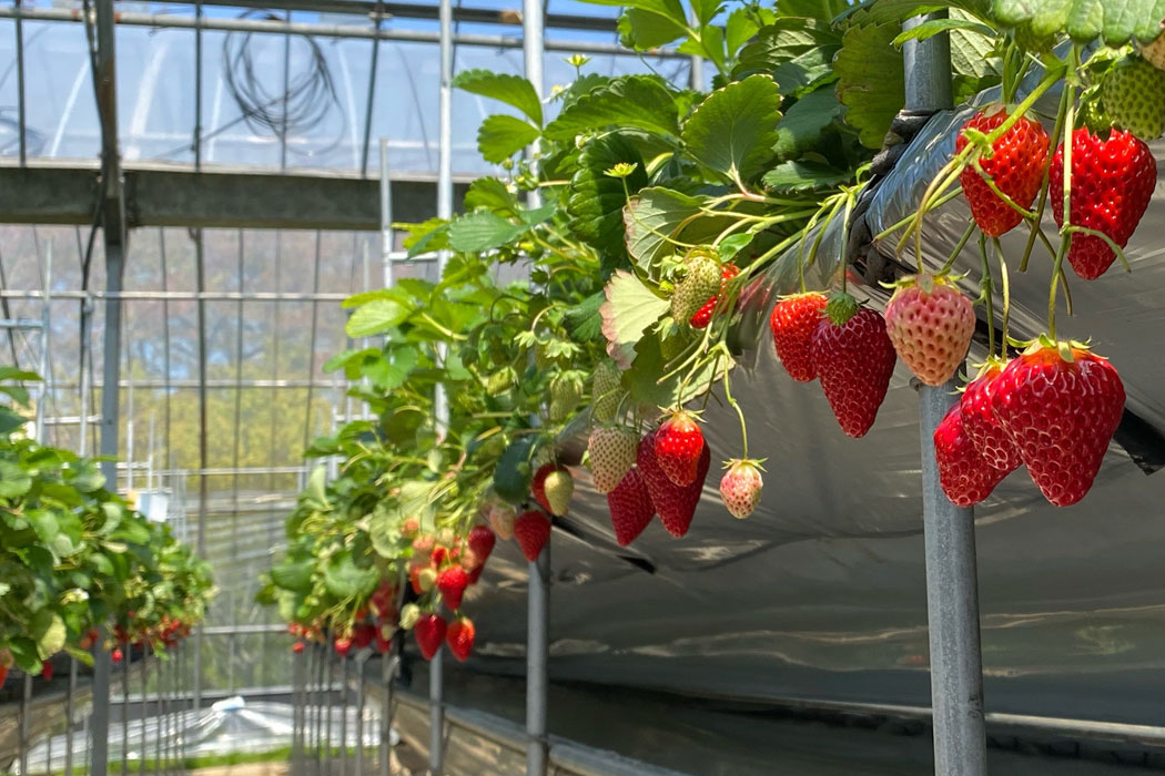 いちごハウス